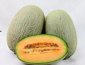 河南吃哈密瓜,甜蜜滋味尽在口中