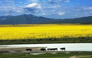 昭苏特克斯小众路线吃瓜,探寻瓜果飘香的秘境之旅
