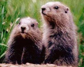 地鼠吃瓜卡住牙,意外事件引发动物行为探讨