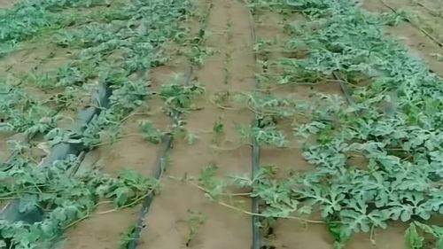 开封小伙吃瓜,一场别开生面的乡村美食之旅