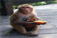 婴猴吃瓜,萌趣瞬间捕捉童年纯真