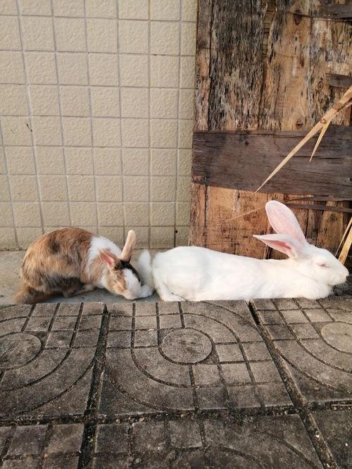 兔兔可以吃瓜叶吗,瓜叶的适宜性解析