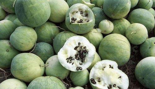 隔壁村的吃瓜,一村一瓜，笑料百出