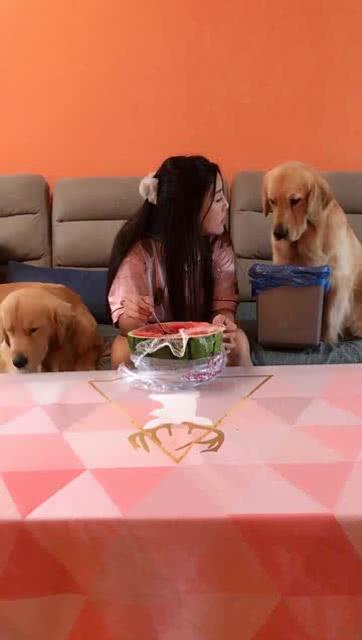 狗和美女吃瓜,欢乐时光尽在这一刻
