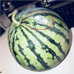 福州网红吃瓜,揭秘城市美食新潮流