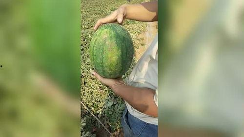 手剥瓜怎么吃,轻松解锁夏日清新美味