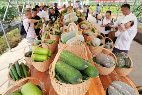 广州汇丰吃瓜,一场意外的“吃瓜”事件揭秘