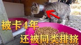 图片爆笑吃瓜视频,让你捧腹大笑!