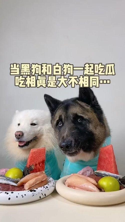 吃瓜萌宠品种,吃瓜萌宠品种大盘点
