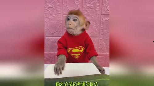 搞笑动物吃瓜图片高清
