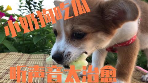 小狗吃瓜卡住了,紧急救助过程揭秘